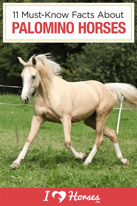 11 Interesting Facts About Palomino Horses